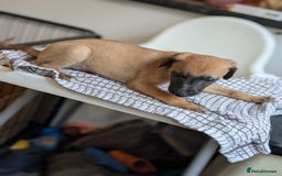 Lurcher dogs for sale: Lurcher pups whippet cross  - Image 9