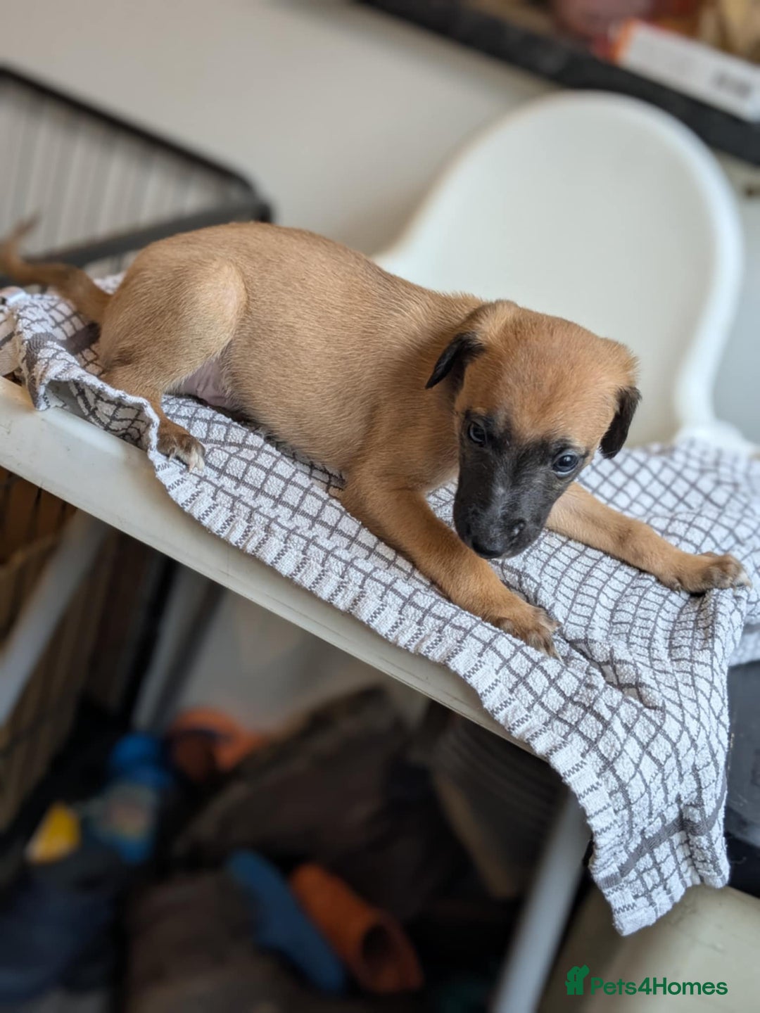 Lurcher dogs for sale: Lurcher pups whippet cross  - Image 9