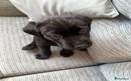 Labrador Retriever dogs for sale:  *READY TO LEAVE* Chunky show  labrador retreivers - Image 5