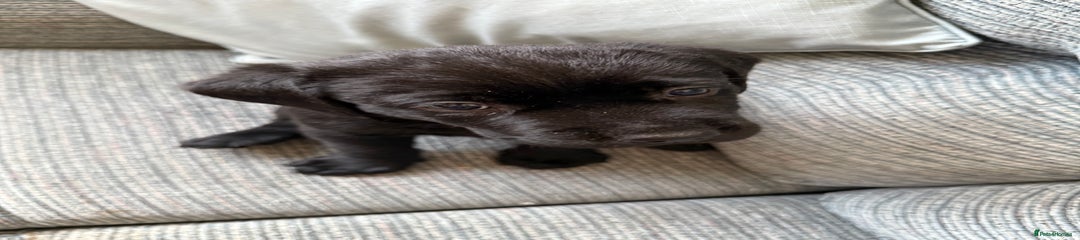 Labrador Retriever Puppy 1