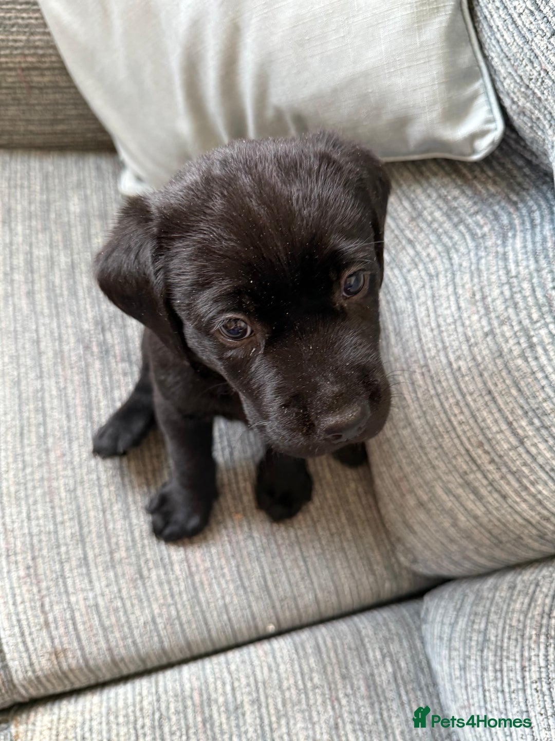 Labrador Retriever dogs for sale:  *READY TO LEAVE* Chunky show  labrador retreivers - Image 5