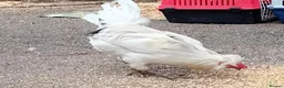 Chickens poultry for sale: Pure Emerald Cockerel / Blue Egger 🐓💙 - Advert 9