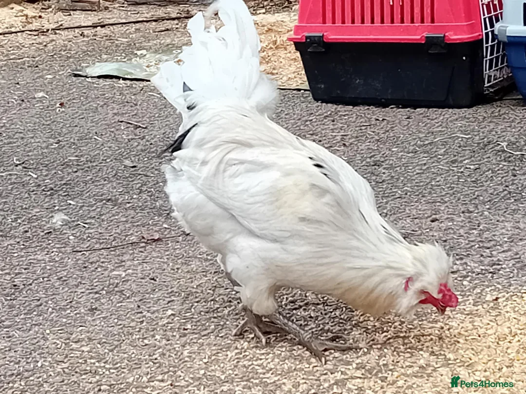 Chickens poultry for sale: Pure Emerald Cockerel / Blue Egger 🐓💙 - Advert 9