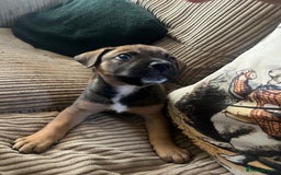 Mixed Breed dogs for sale: Rottweiler x Belgian malinoise  - Image 1