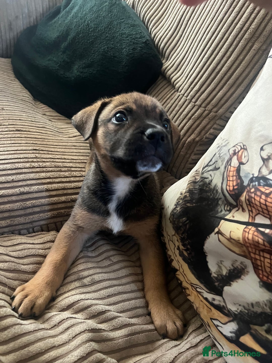 Mixed Breed dogs for sale: Rottweiler x Belgian malinoise  - Image 1
