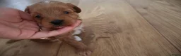 Maltipoo dogs for sale: 🐶 Stunning Brown/Red F1B Maltipoo Puppies ❤️ in Luton - Advert 21