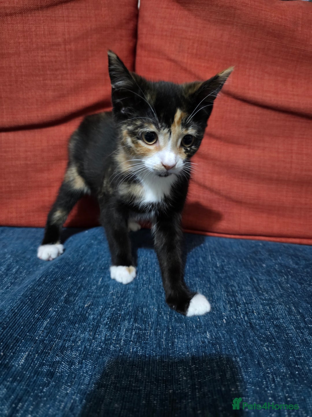 British Shorthair cats for sale: Kittens 1 boy 2 girls - Image 1