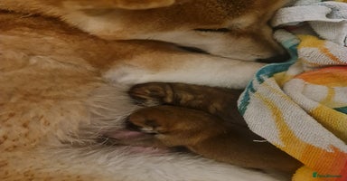 Japanese Shiba Inu dogs 🐾🏵Newborn Shiba inu puppies 🏵🐾 - Advert 3