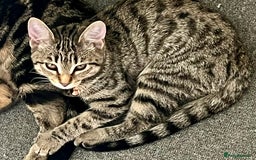 Bengal cats for sale: Gorgeous female bengal 6month old kitten for sale  - Image 4