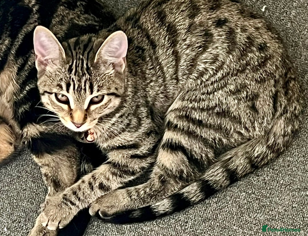 Bengal cats for sale: Gorgeous female bengal 6month old kitten for sale  - Image 4