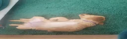Golden Retriever dogs for sale: Lovely lively girl “Wincy” in West Malling - Advert 1