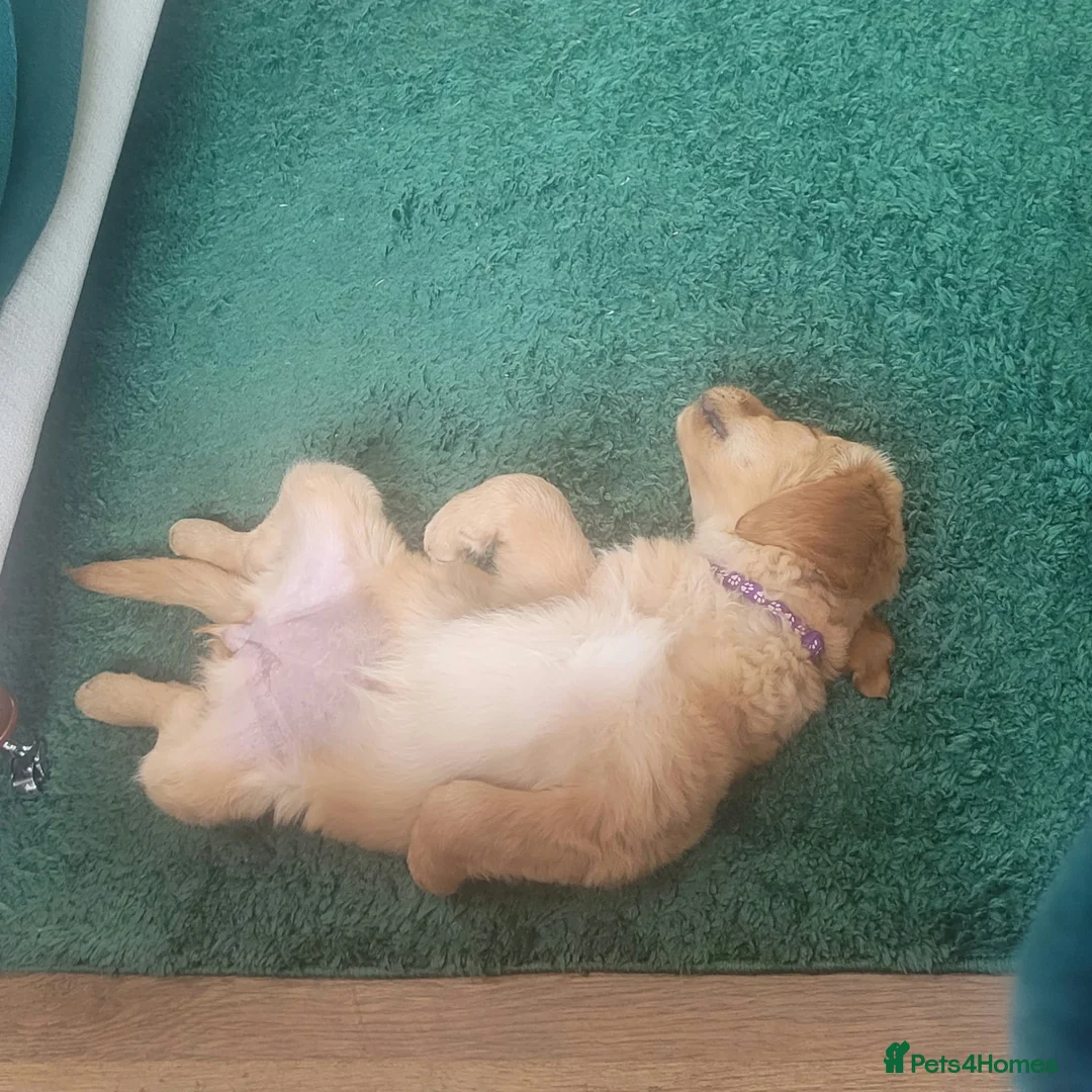 Golden Retriever dogs for sale: Lovely lively girl “Wincy” in West Malling - Advert 1