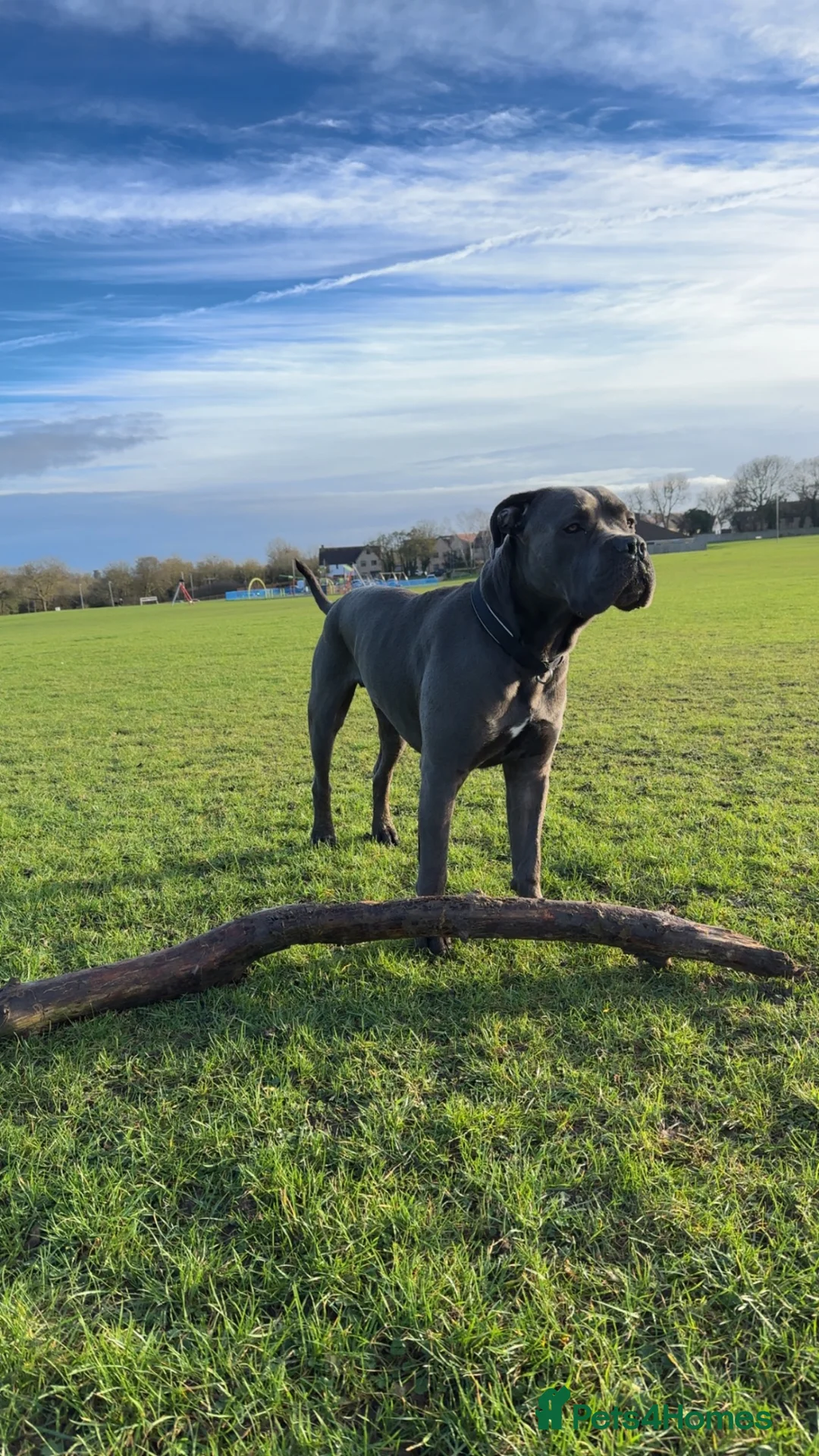 Cane Corso dogs for stud: Cane Corso A class pedigree  in Stevenage - Advert 3