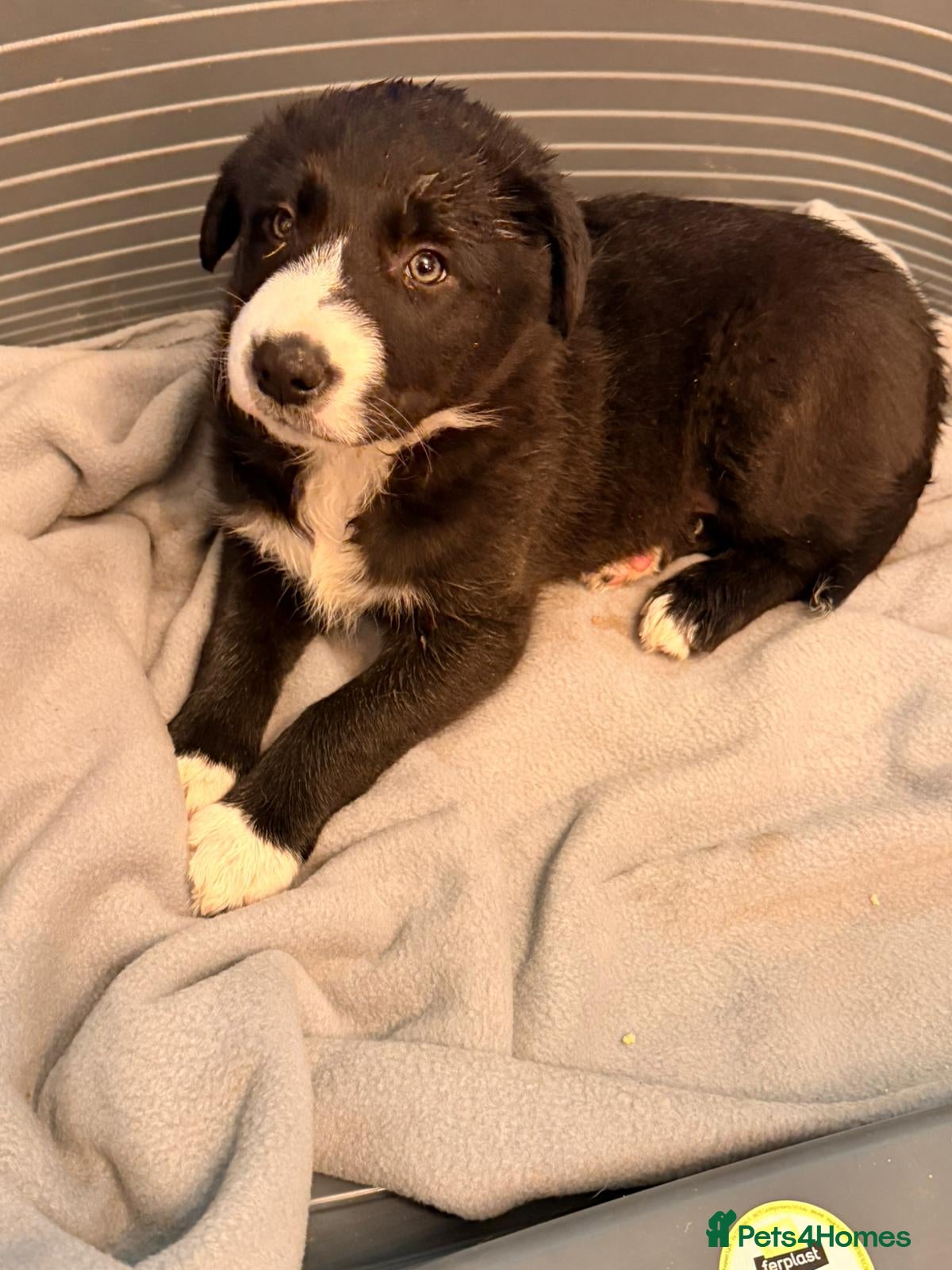Mixed Breed dogs Beautiful litter of collie pups - Advert 7