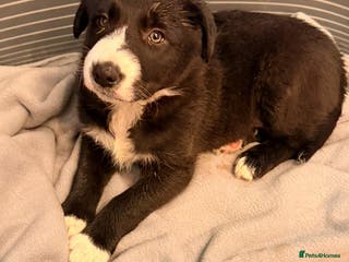 Mixed Breed dogs Beautiful litter of collie pups - Advert 7