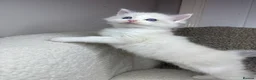 Ragdoll cats for sale: 3 male ragdolls left  ⭐️NOW TAKING VIEWINGS⭐️ - Advert 17