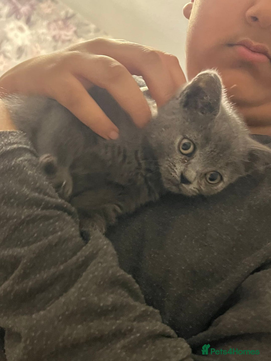 British Shorthair cats for sale: British short hair - Advert 3