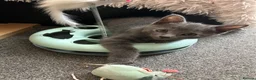 Mixed Breed cats for sale: Adorable kittens in Enfield - Advert 11