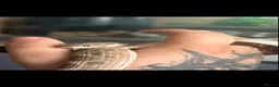 Snake reptiles for sale: Male Western Hognose – Conda 100% Het Albino 🐍 - Advert 4