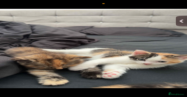 British Longhair cats - Advert 6