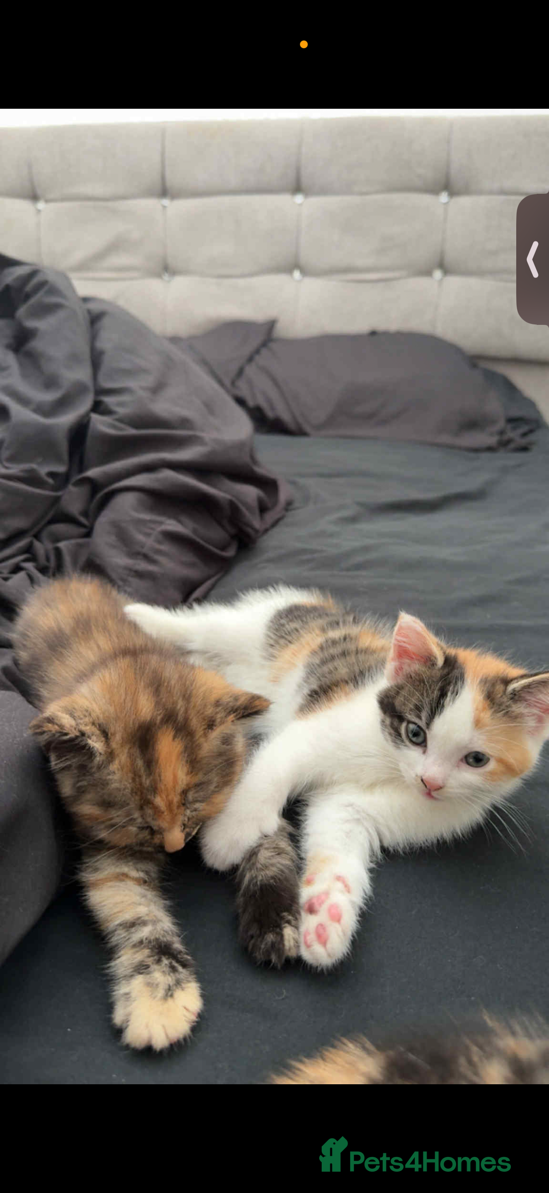 British Longhair cats for sale: Female kitten - Image 2