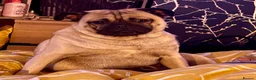 Pug dogs for sale: Beautiful Pug Puppies for Sale - Advert 2