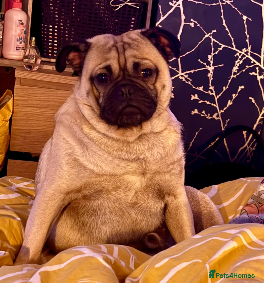 Pug dogs for sale: Beautiful Pug Puppies for Sale - Advert 2
