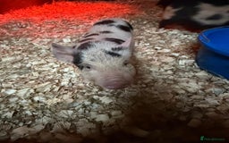 Pig livestock for sale: micro pigs - Image 13