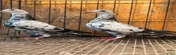Pigeons birds for sale: BEAUTIFUL TIGER GRIZZLE RACING PIGEONS - Advert 2