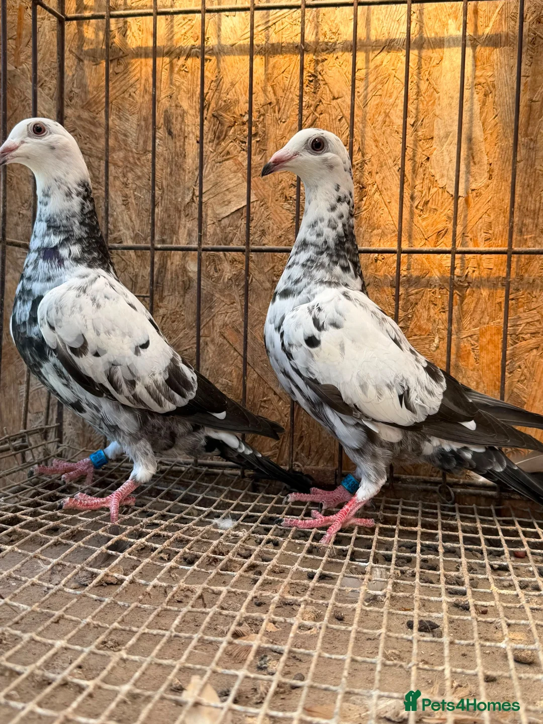 Pigeons birds for sale: BEAUTIFUL TIGER GRIZZLE RACING PIGEONS - Advert 2