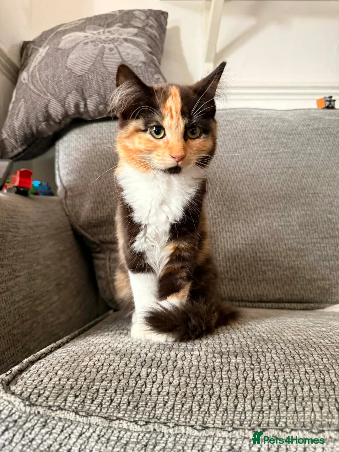 Maine Coon cats for sale: Pedigree Maine Coon Kittens - Advert 1