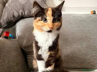 Maine Coon cats Pedigree Maine Coon Kittens - Advert 1