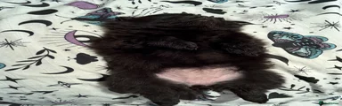 Pomeranian 3 female