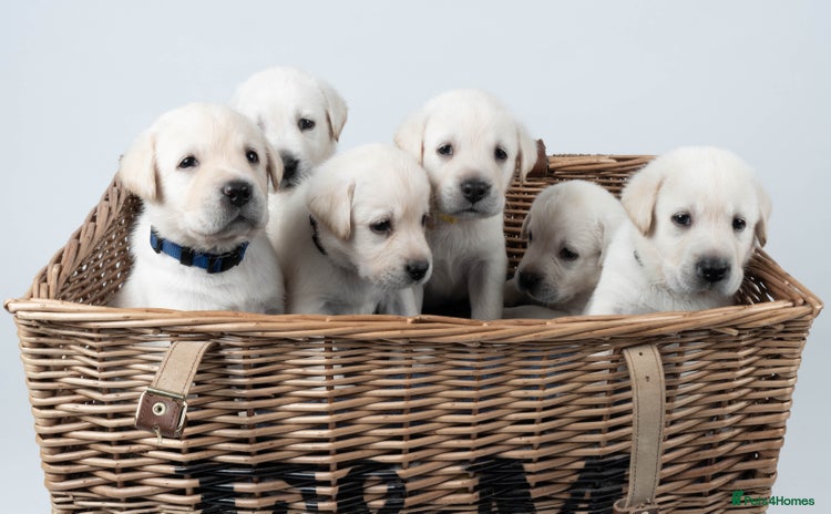Labrador Retriever dogs - Advert 1