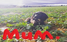 Cocker Spaniel dogs for sale: Stunning Cocker Spaniel Pups from Working Heritage - Image 3