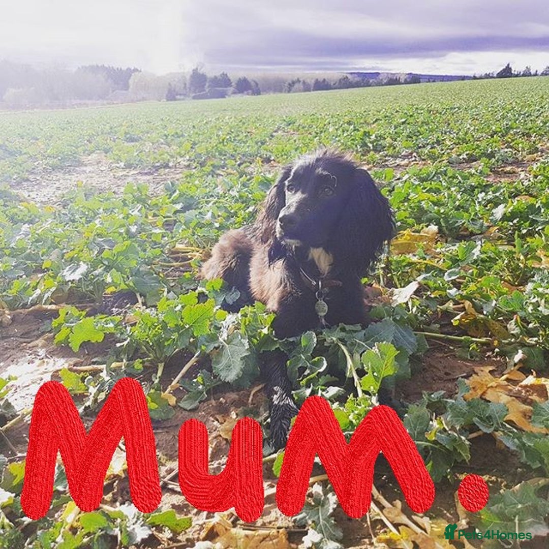 Cocker Spaniel dogs for sale: Stunning Cocker Spaniel Pups from Working Heritage - Image 3