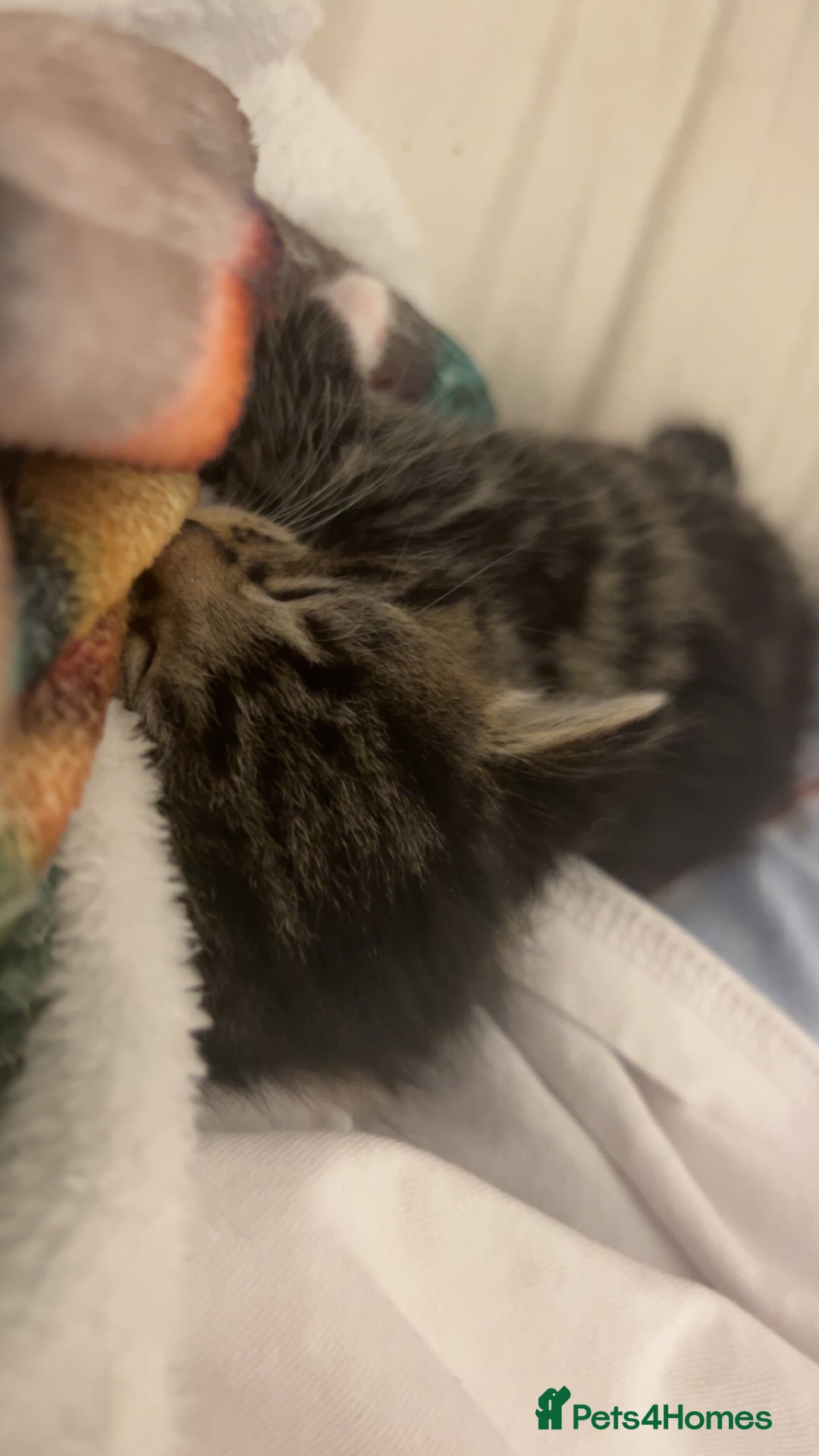 Bengal cats for sale: Bengal mixed fur babies - Advert 2