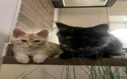 Maine Coon cats for sale: 1 year old Maine Coon Pair - Advert 4