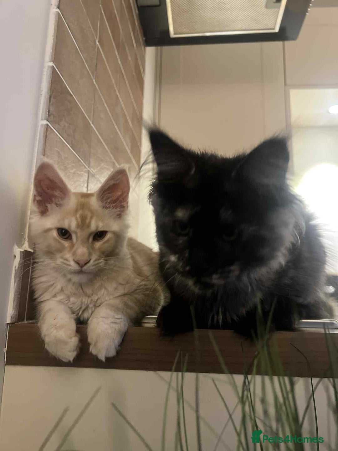 Maine Coon cats for sale: 1 year old Maine Coon Pair - Advert 4