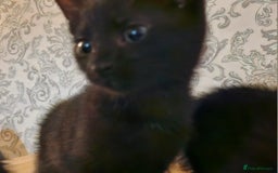 Mixed Breed cats for sale: Kittens - Image 4