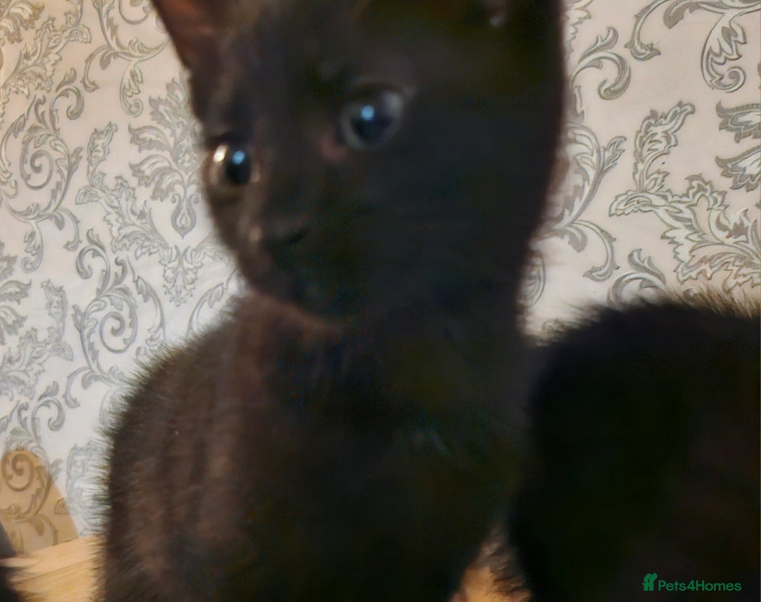 Mixed Breed cats for sale: Kittens - Image 4