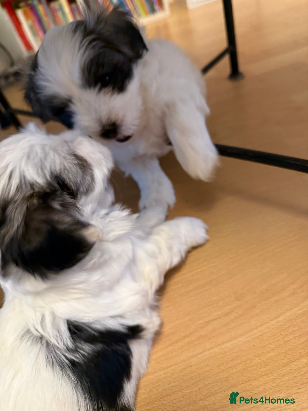 Bichon Frise dogs for sale: Bichon Maltese for sale  - Image 4