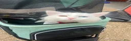 Turkish Angora cats for sale: Make Turkish Angora Kitten - Advert 1