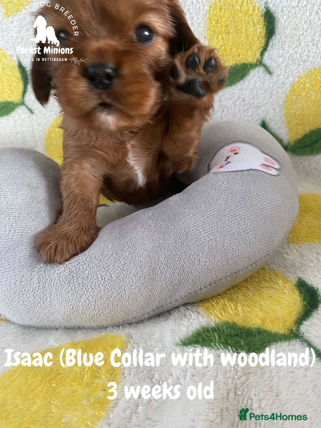 Cavalier King Charles Spaniel dogs for sale: Excessively tested Cavalier King Charles Spaniels - Image 14