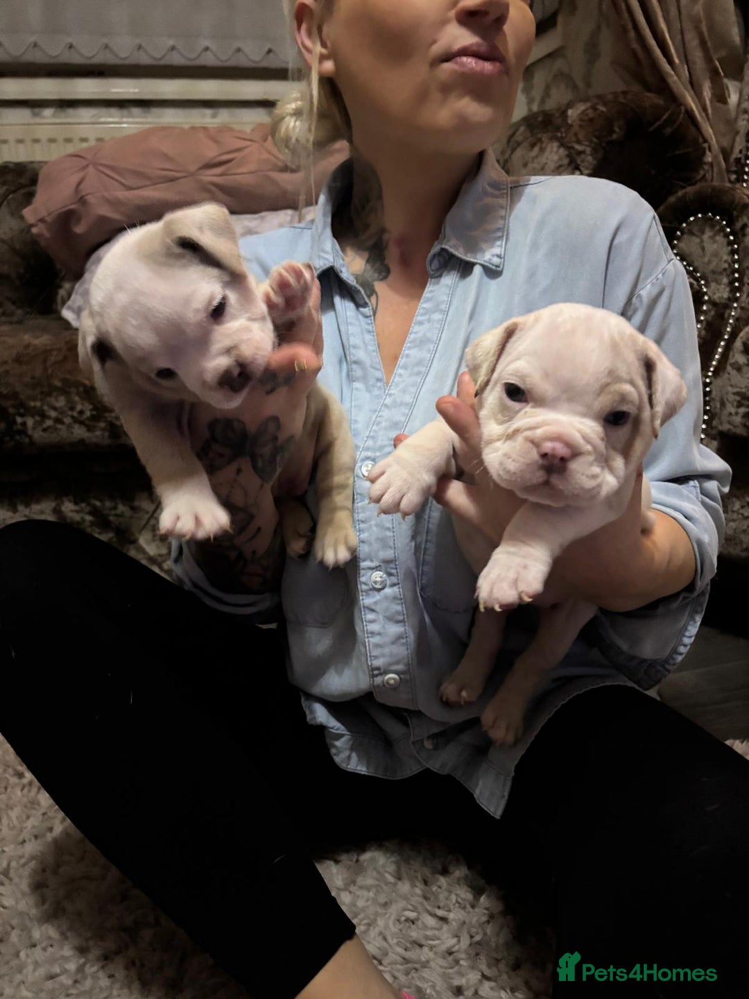 Old Tyme Bulldog dogs for sale: Old tym bulldog puppies  - Advert 8