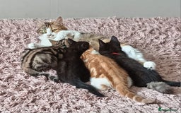 Mixed Breed cats for sale: 6 Beautiful Kittens British Shorthair Calico Cross - Image 5