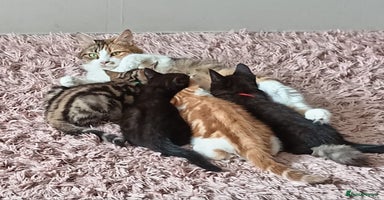 Mixed Breed cats - Advert 3
