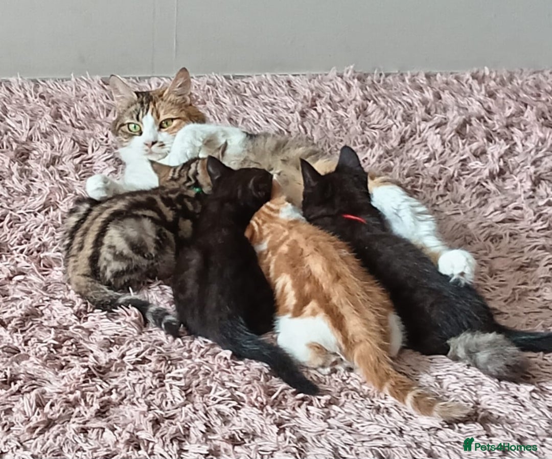 Mixed Breed cats for sale: 6 Beautiful Kittens British Shorthair Calico Cross - Image 5