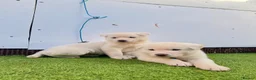 Akita dogs for sale: Akita puppy’s for sale in Birmingham - Advert 17