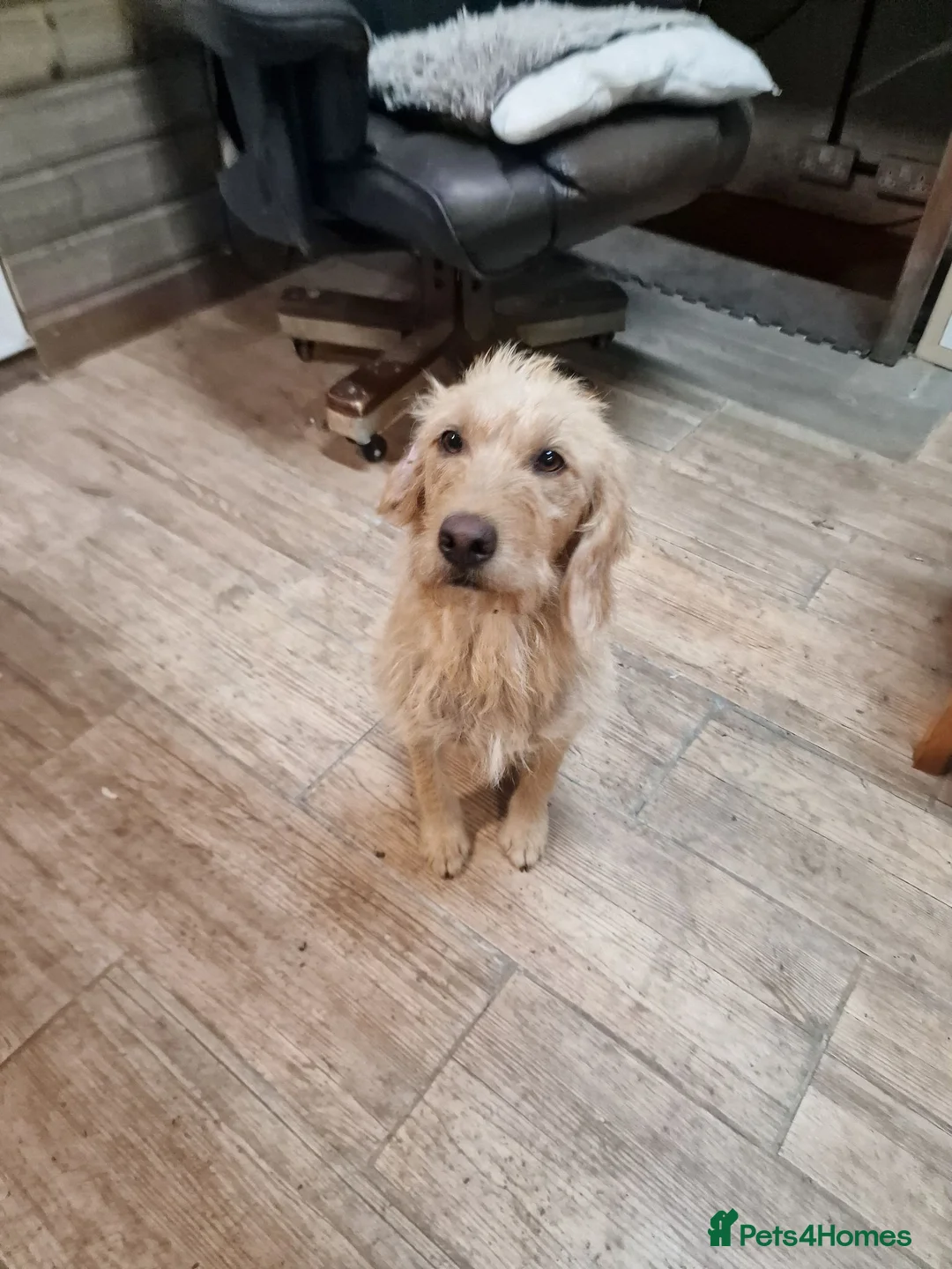 Labradoodle dogs for sale: Eris f1 labradoodle 4 years old  - Advert 2